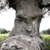 Ginosa, le foto dell'ulivo pensante